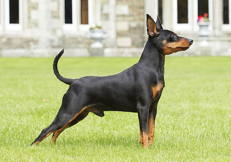 dog breed mini pinscher