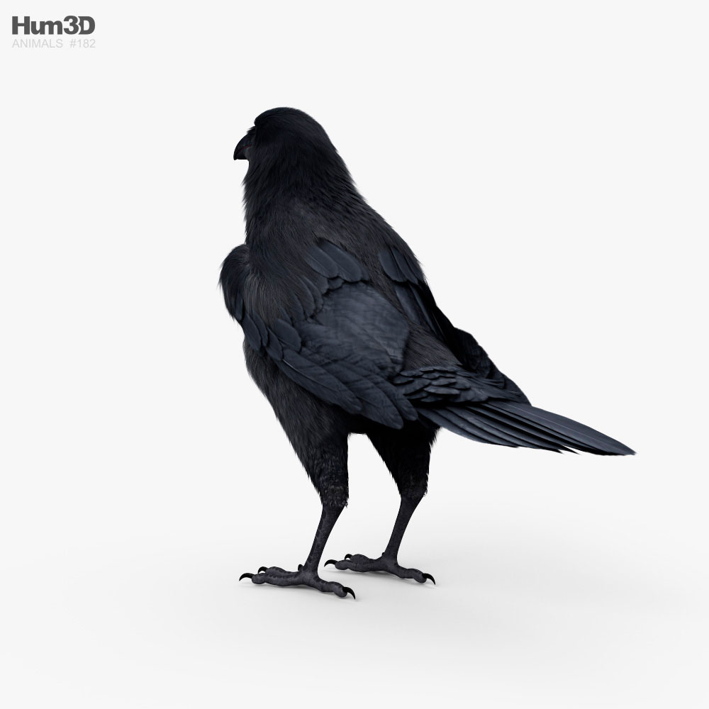 3d model raven