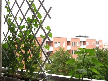 balcony trellis