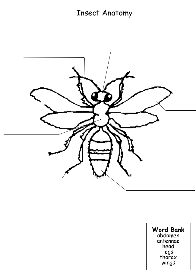 body parts of an insect labeling worksheet