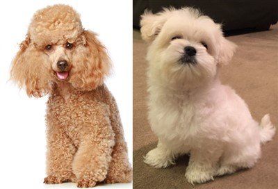 maltipoo vs poodle