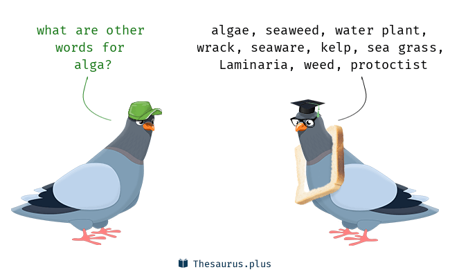 antonyms for algae