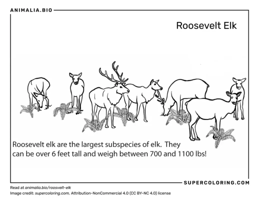 american elk 6 letters