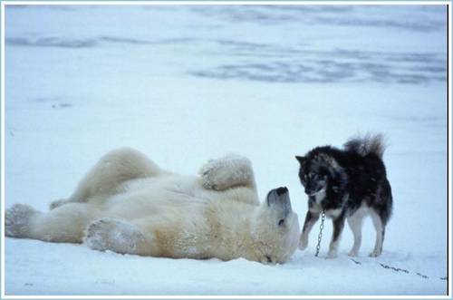 husky and polar bear mix