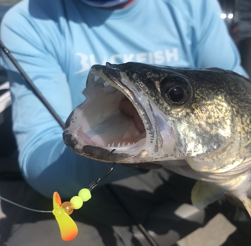 bottom bouncing rigs for walleye