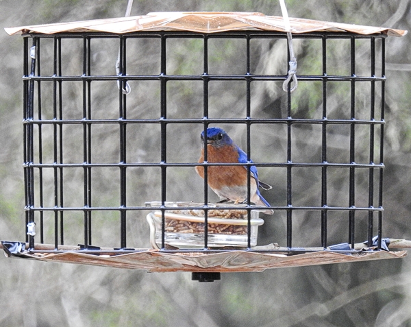 starling proof bird feeder