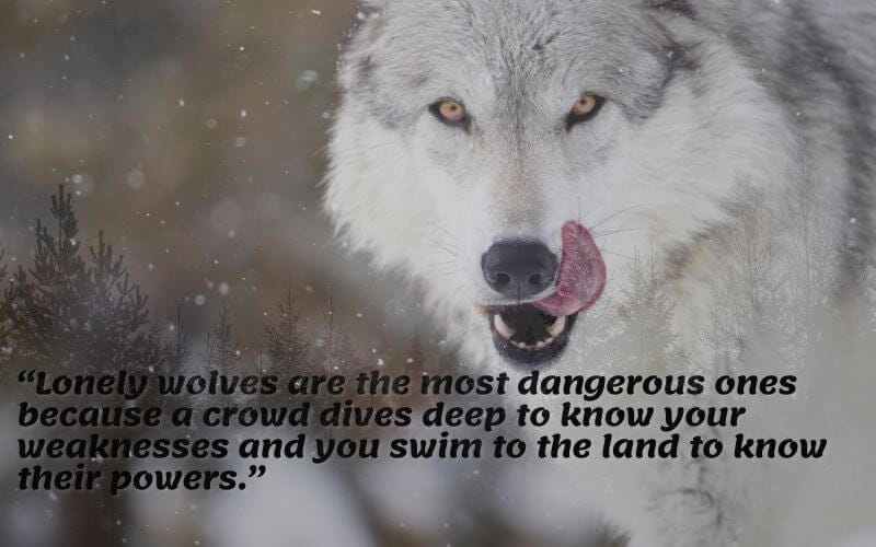 lone wolf quotes