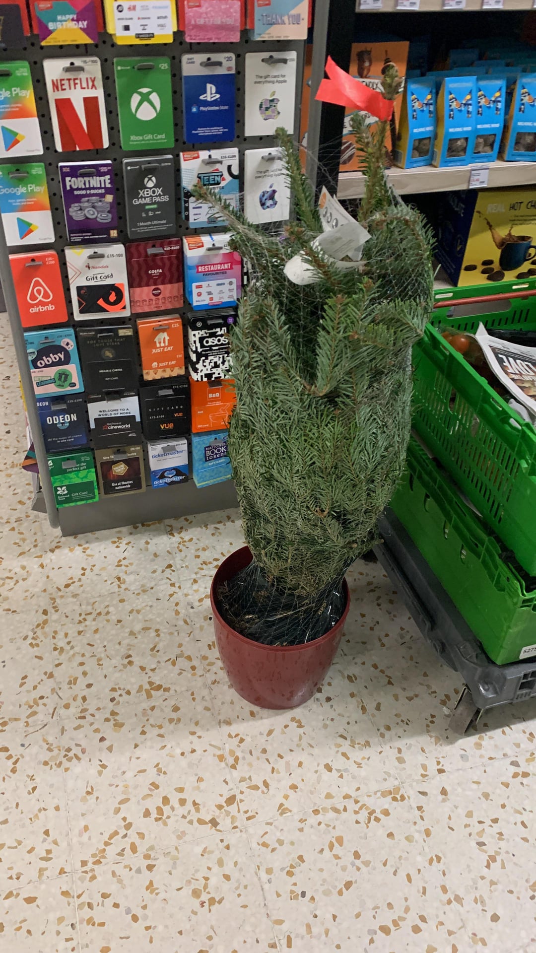 potted christmas tree tesco