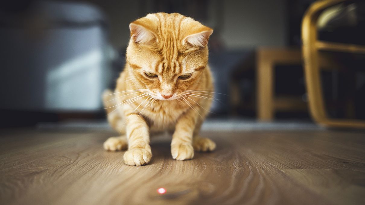 laser pointer syndrome in cats