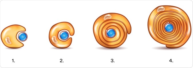 schwann cell