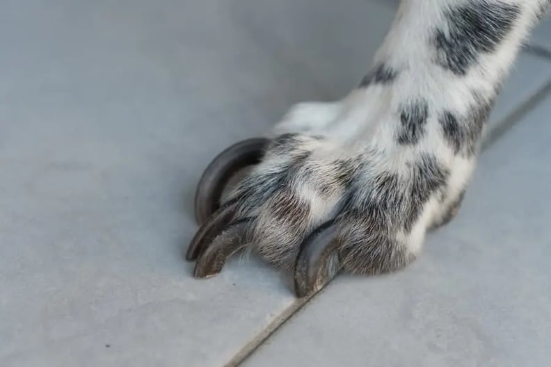 how to trim severely overgrown dog nails