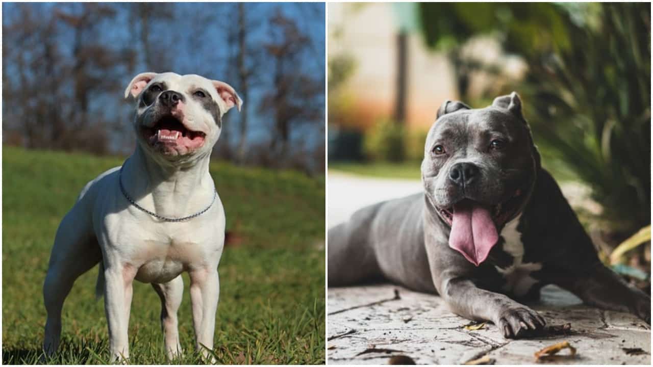 apbt vs staffordshire terrier