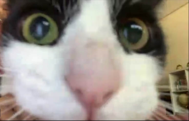 cat staring at camera meme