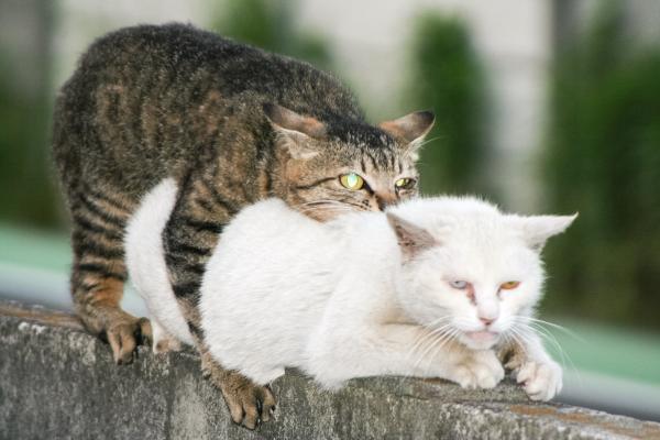 un gato esterilizado puede tener relaciones