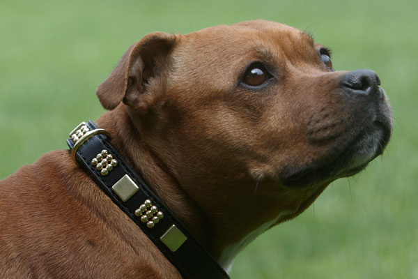 leather staffy collars