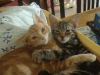 cat hugging gif