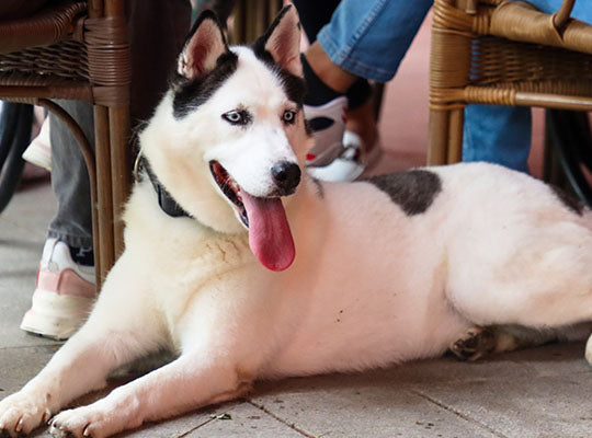 pitbull with husky