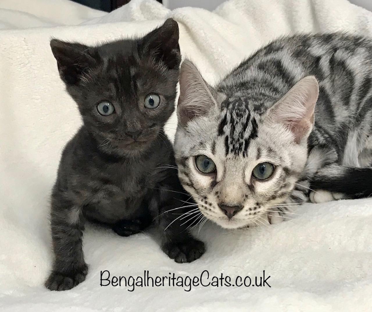 black bengal kittens for sale