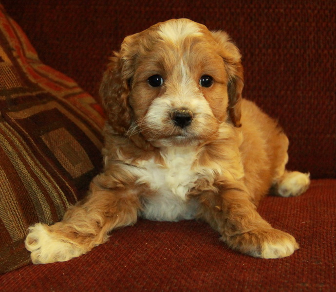 cockapoo puppy for sale