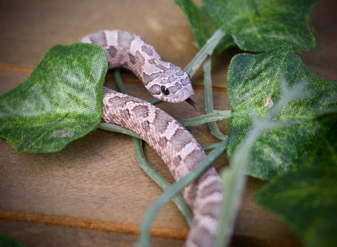 lavender hognose snake