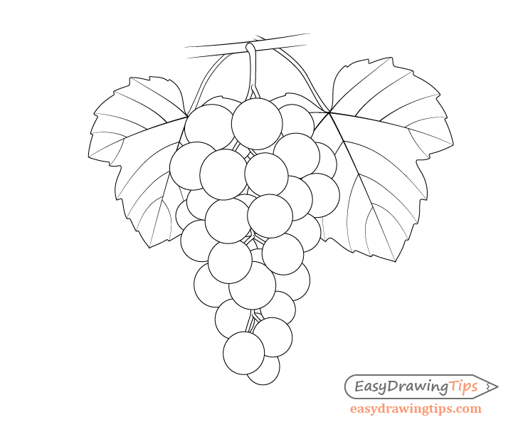 grapes drawing easy