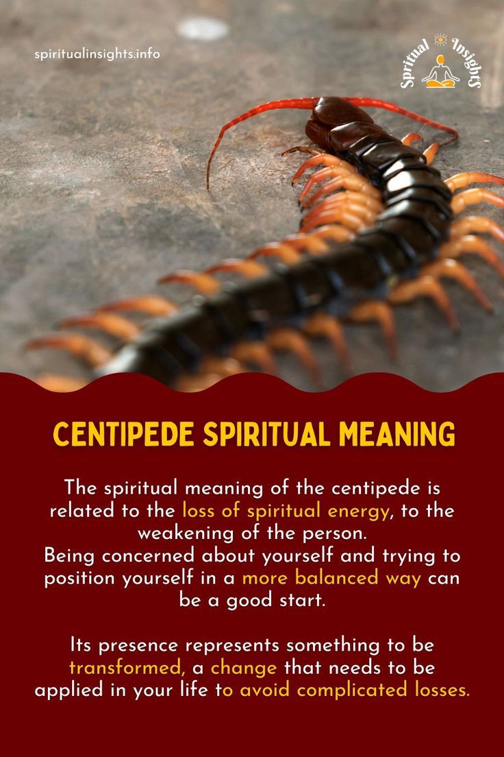 spiritual meaning centipede