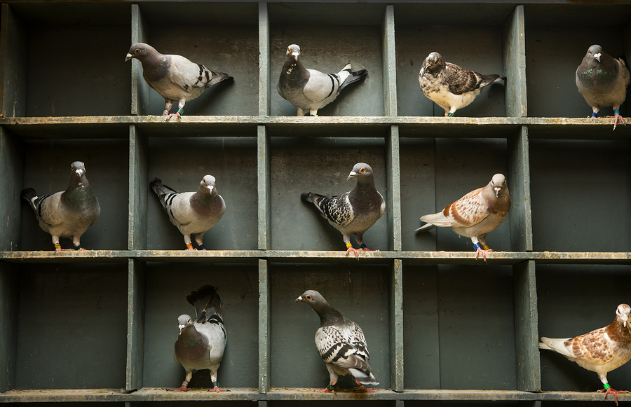 pigeon loft design plans