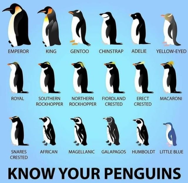 type of penguin 6 letters