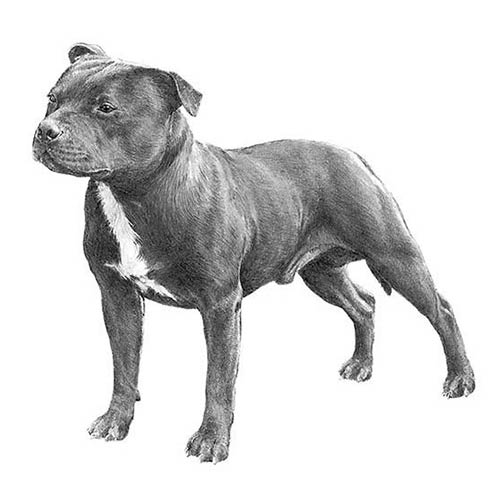 staffordshire bull terrier pics