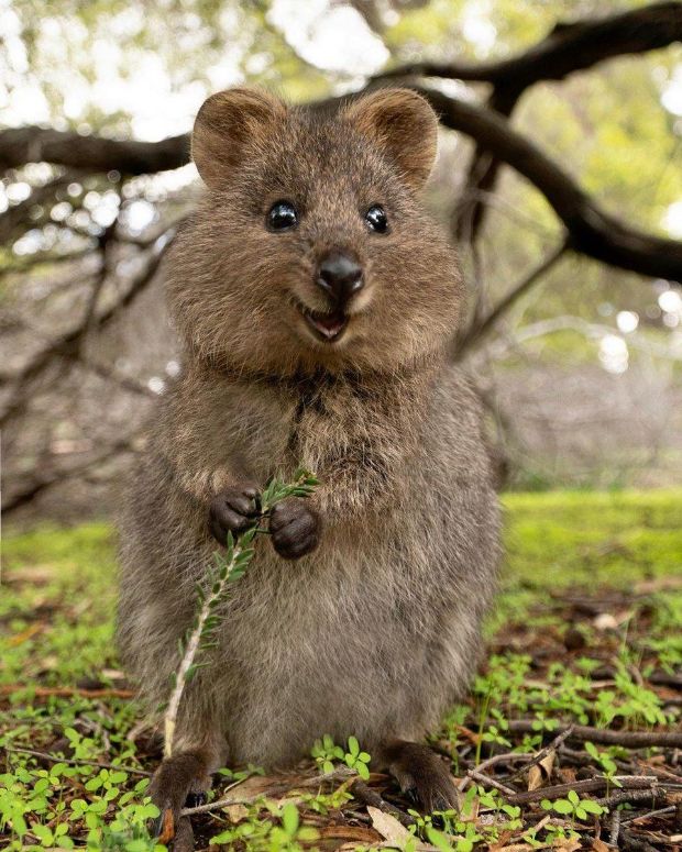 quokka animal precio