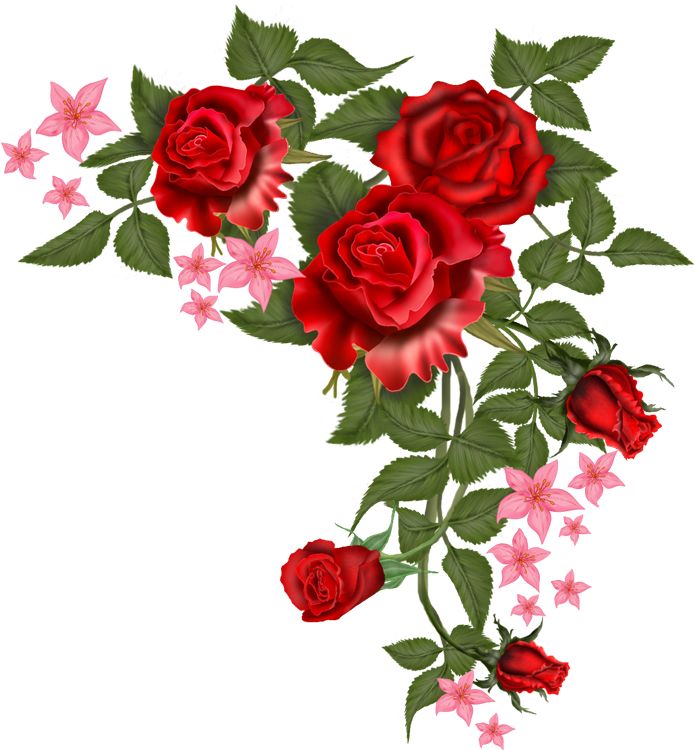 rose png vector