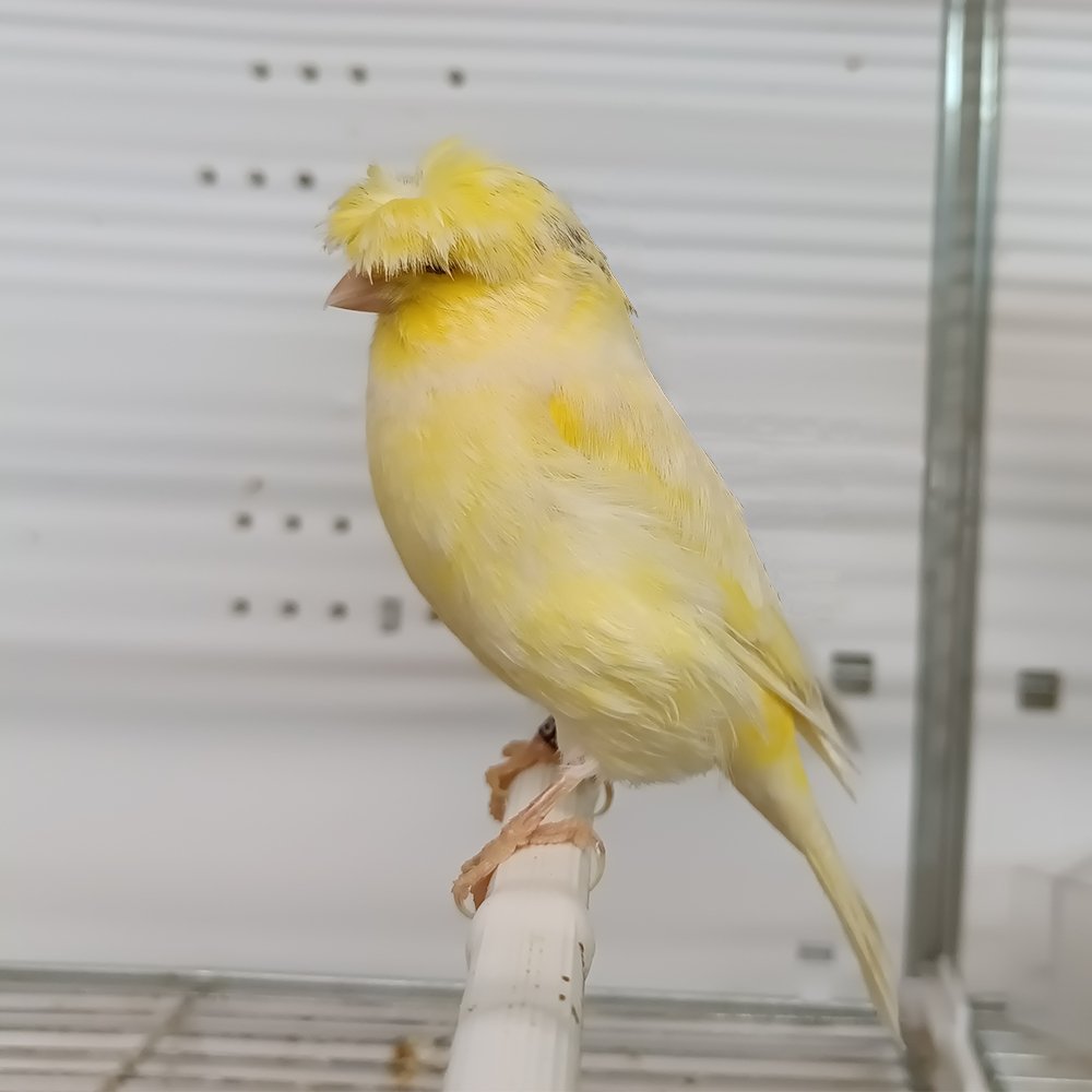 gloster canary bird