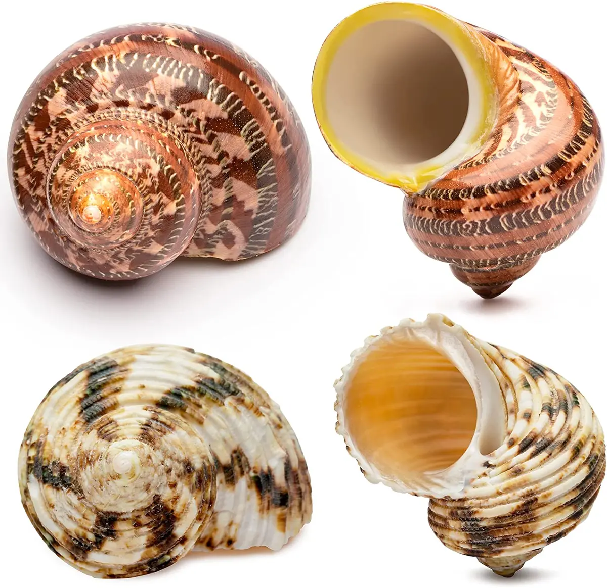 sea shells for hermit crabs