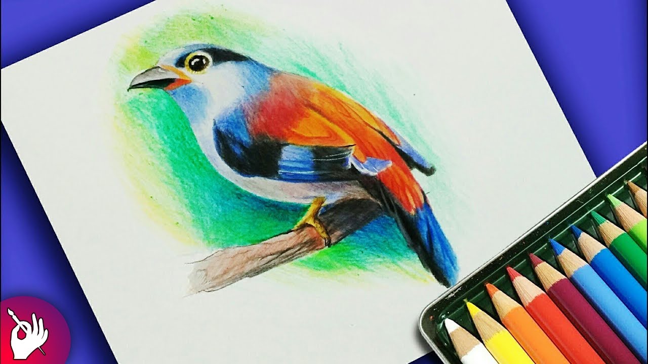 bird color drawing