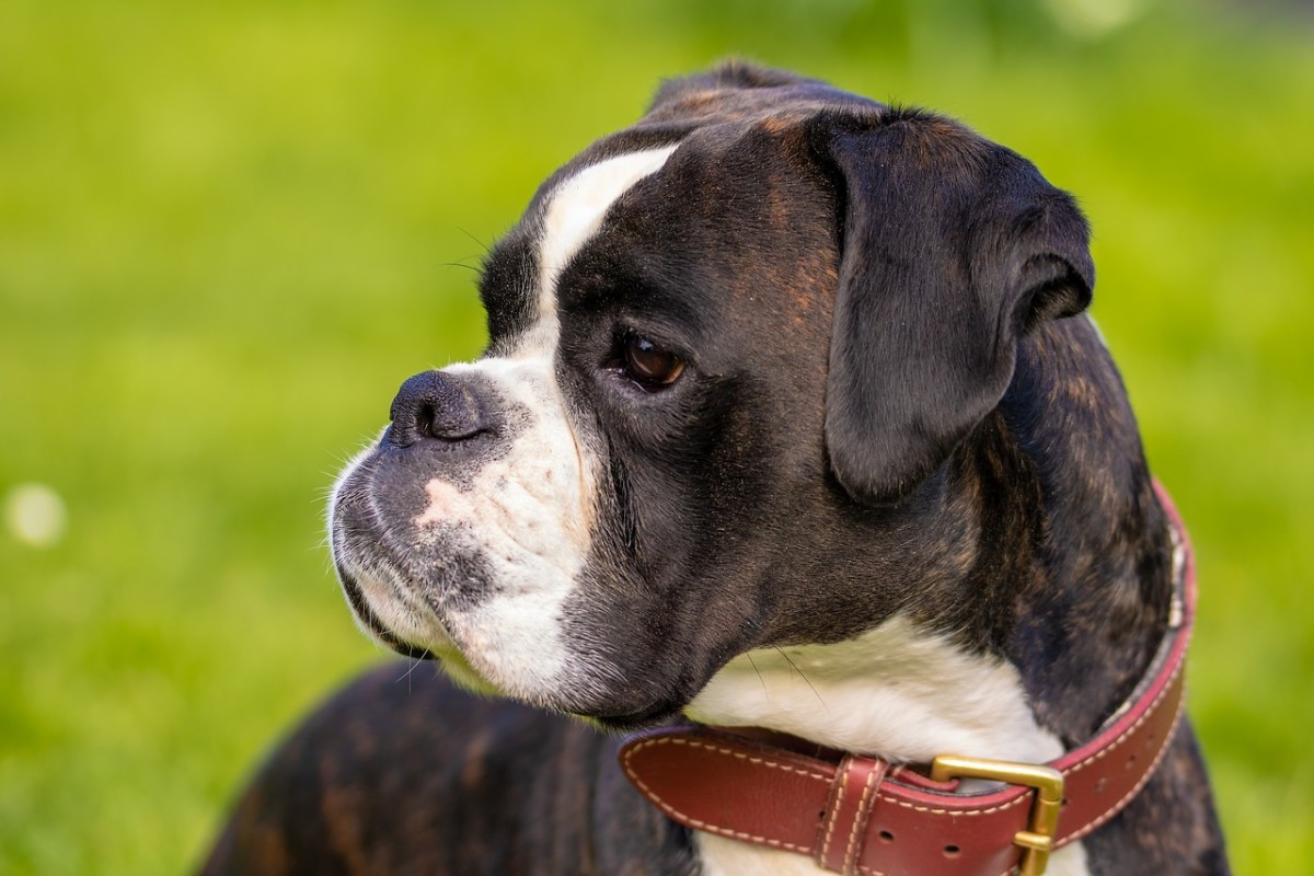 boxer hybrid dogs