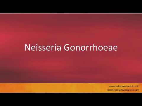 neisseria gonorrhoeae pronunciation