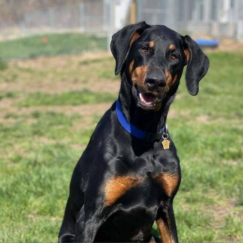 buy or adopt doberman