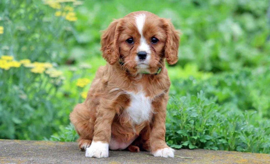 cavalier king charles spaniel for sale