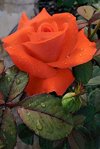 orange rose flower photos