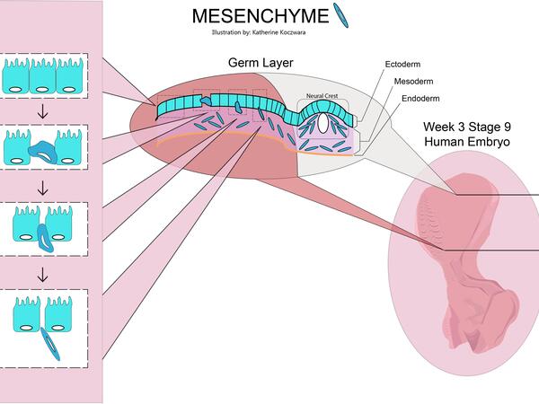 mesenchyme