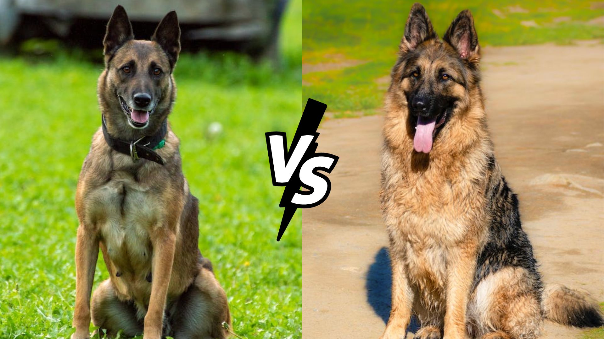 gsd/malinois