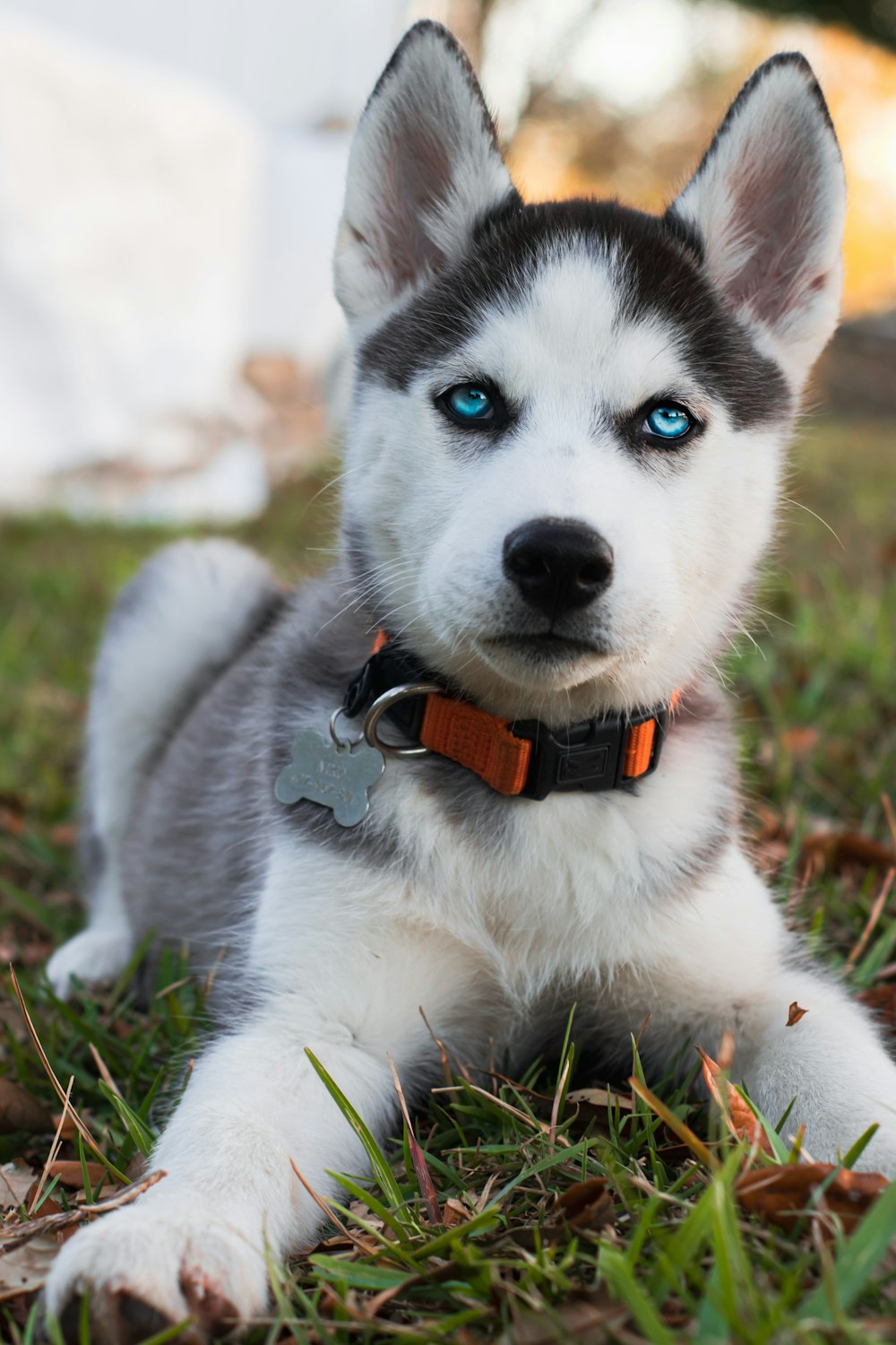 cute husky wallpaper