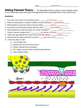 sliding filament theory coloring answers