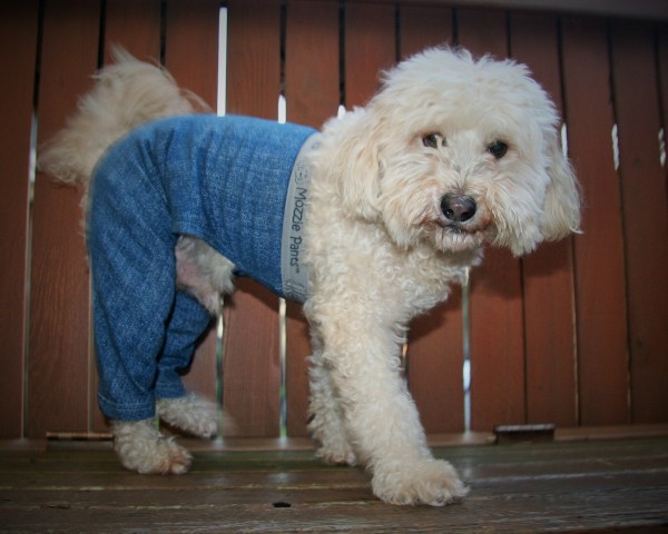 dog pants to prevent licking