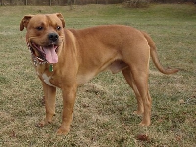 american bull lab mix