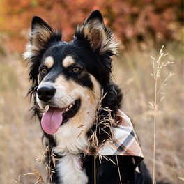 mixed breed australian shepherd