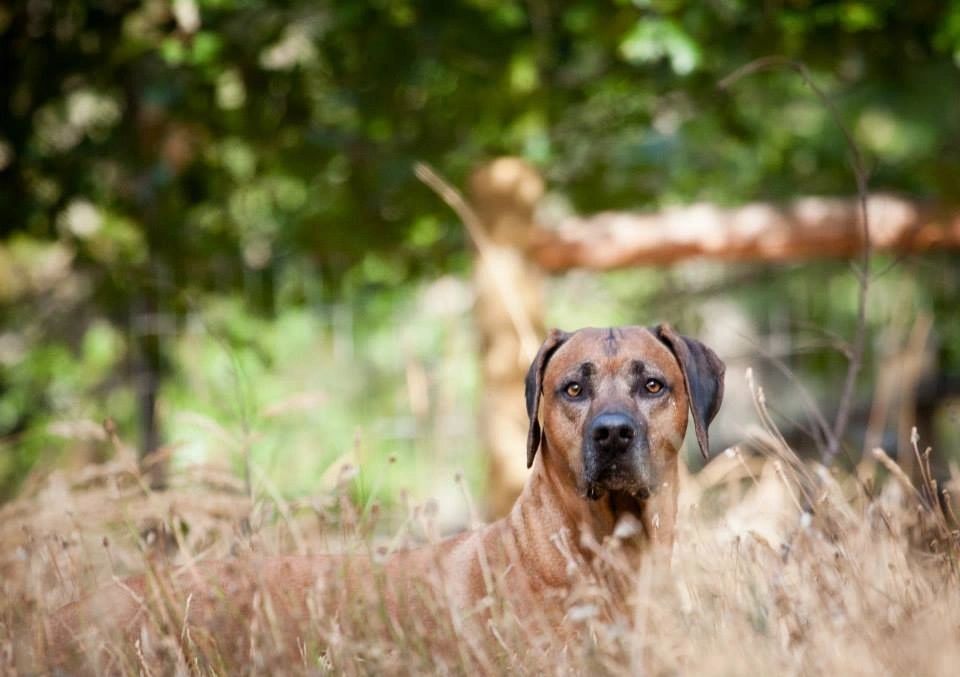 rhodesian ridgeback san diego