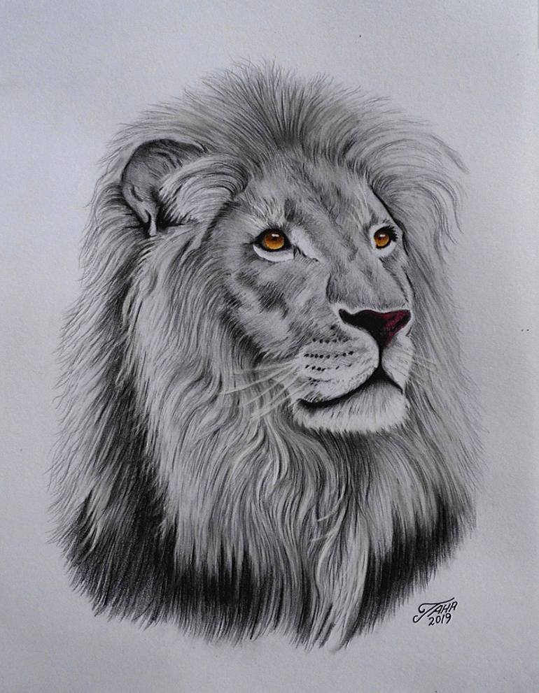 lion image sketch