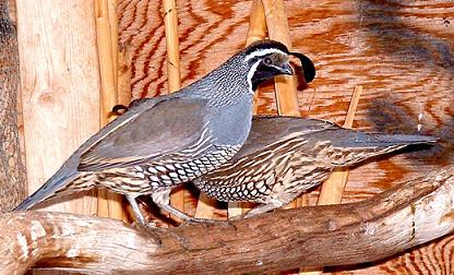 quail near me