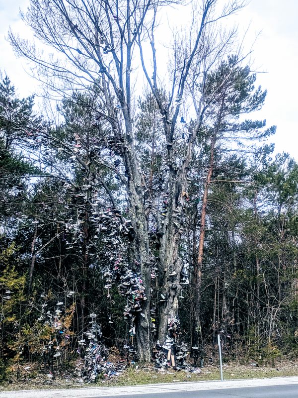 shoe tree kalkaska